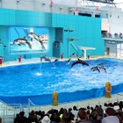 シーパラ「海の動物たちのショー」4/28フルリニューアル 画像