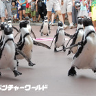 ペンギン10羽が50mコースを行進、アドベンチャーワールド【動画あり】 画像