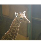 アミメキリンの赤ちゃん誕生、一般公開中…羽村市動物公園 画像