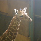 羽村市動物公園、アミメキリンの赤ちゃんの愛称募集…9/3まで 画像