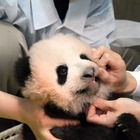 上野の赤ちゃんパンダ、名前は「シャンシャン（香香）」に決定…お花が開くようなイメージ 画像