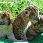 アドベンチャーワールドにライオンの三つ子の赤ちゃんが誕生 画像