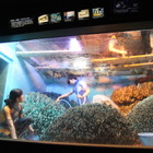 年に数回、12月のサンシャイン水族館は「水槽ピカピカ大作戦！」 画像