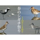 図鑑.jp、春のシギチ祭り5/30まで…特別図鑑を無料公開 画像