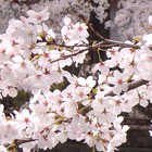 【サピ卒母1年前】桜咲く、春爛漫はもう目の前…前向きな気持ちで受験できますように 画像