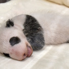 ジャイアントパンダの赤ちゃん、名前をつけてね…和歌山 画像