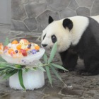王子動物園、ジャイアントパンダ「タンタン」23歳の誕生会9/16 画像