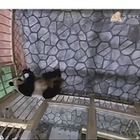 8月誕生「パンダの赤ちゃん」VRライブ配信…和歌山 画像