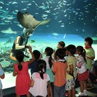 サンシャイン水族館の親子宿泊企画、7月25日より申込受付 画像