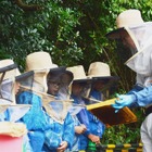 みつばちの巣箱を間近で観察できる養蜂体験…小学生募集 画像