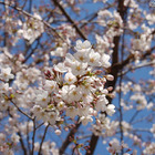 見ごろを迎えた桜…上野公園、横浜元町・山手など 画像