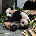 赤ちゃんパンダ2頭を一般公開…上野動物園 画像