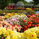 160品種の春バラが咲き誇る「春のローズフェスタ」入園無料 画像