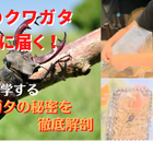 本物のクワガタが自宅に…昆虫を科学するオンライン授業9/5 画像