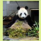 上野動物園で7/5パンダの赤ちゃん誕生…映像と鳴き声をネット公開 画像