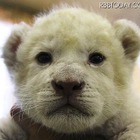 ホワイトライオンの赤ちゃんの名前募集、母親は「メープル」