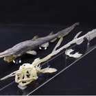 鴨川シーワールド、深海ザメの標本観察11-3月まで 画像