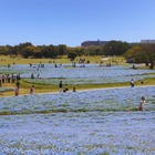 100万本のネモフィラが満開…国営海の中道海浜公園