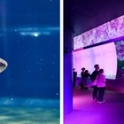 サメの種類日本一、大洗水族館で特別バックヤードツアー6/22