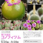 筑波実験植物園、育てる宝石「コノフィツム」特別公開
