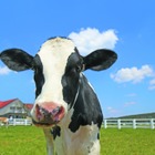 茨城・埼玉県民デー「マザー牧場、子供入場無料など」11/8-16