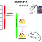 東京医科大、脳の記憶中枢形成の謎を解明…発達障害など原因究明に期待