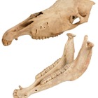 大阪市立自然史博物館、干支にちなんだ「午年展」1/16-25