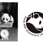 パンダの日の10/28、上野動物園でパンダ来日40周年記念イベント 画像