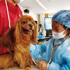 小学生対象「獣医さん体験スクール」愛知4/11-12