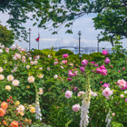 【GW2026】バラ1,900株が見頃…横浜ローズウィーク5/2から