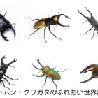 【夏休み2026】「カブトムシ・クワガタのふれあい世界展」浅草橋8/1-16