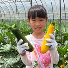 【夏休み2026】八ヶ岳農業大学校で収穫体験「やさい博士ツアー」自由研究にも
