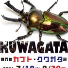 【夏休み2026】約1,700種の標本展示「世界のカブト・クワガタ展」静岡・磐田8/30まで 画像