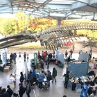 「大阪自然史フェスティバル」11/14-15、大阪市立自然史博物館