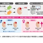 父親の高齢化による脳遺伝子発現に性差…東北大がマウス研究