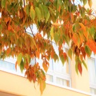 【中学受験】来月行ける中高一貫「学校見学」11月…桜蔭、豊島岡など女子10校