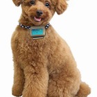 富士通が愛犬用歩数計を発表、犬の体調管理ができる日記サービスも展開 画像