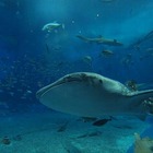 【GW】人気の動物園・水族館ランキング、1位は沖縄美ら海水族館 画像