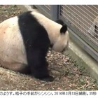 上野動物園のパンダ、3/19より展示再開 画像