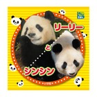 上野動物園園長が撮影、パンダの写真絵本「リーリーとシンシン」 画像
