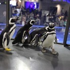 【GW】ペンギンが観覧スペースを自由に行動、すみだ水族館 画像