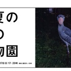 【夏休み】上野動物園「真夏の夜の動物園」8/9-17 画像