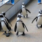 ペンギンはスーパー体育会系…ペタペタ歩きに隠された秘密