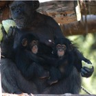 子育ての進化、双子のチンパンジーを母親以外が世話…京大研究グループ 画像