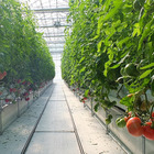 ディズニー、パークの野菜農園を自社生産目指す…山梨県 画像