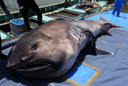 海の生き物教室「謎多きメガマウスザメ」鴨川シーワールド3/9から 画像